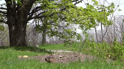 Wide shot of a groundhog emerging from its burrow under a large deciduous tree Stock Footage 334563889