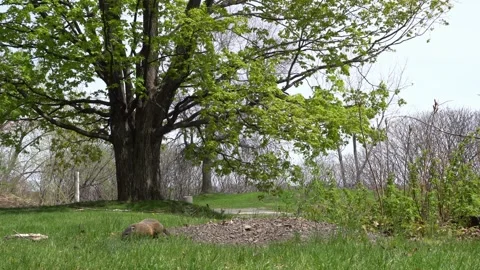 Wide shot of a groundhog at its burrow entrance under a large deciduous tree Stock Footage 334563704