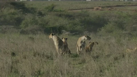 Wide Shot Group of African Lions in Nairobi National Park Video stock 243683853