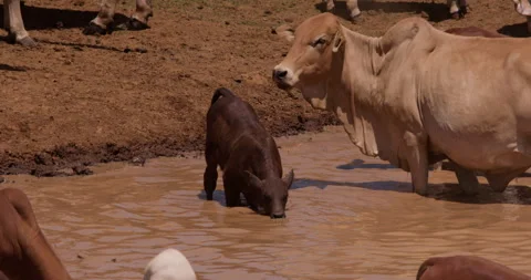 Wide shot of a group of boran cattle calf hydrating Video stock 308679139
