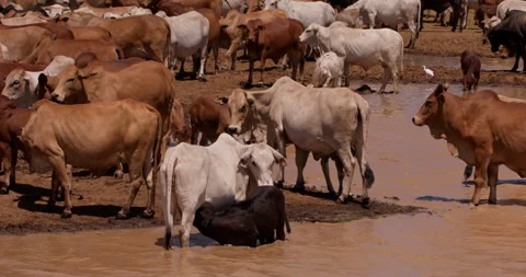 Wide shot of a group of boran cattle hydrating inside a dam Stock Footage 308679802