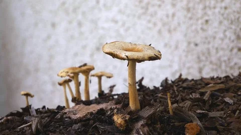 Wide shot of a group of toadstools or mushrooms on the top of a chipped Video stock 97165619