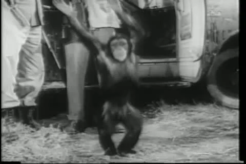 Wide shot happy monkey dancing  by safari truck Stock Footage 11349063
