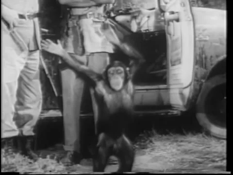 Wide shot happy monkey dancing  by safari truck 動画素材 260248974