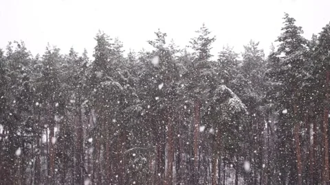 Wide shot of heavy snowfall in a pine forest captured in slow motion. Vídeos de archivo 339650703