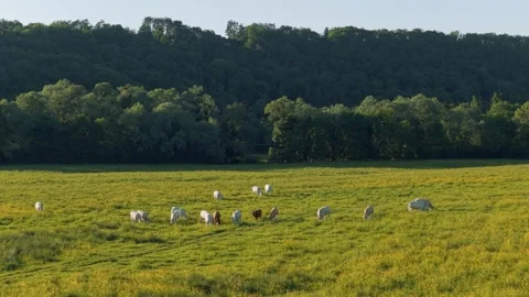 Wide shot of a herd of cows grazing in a lush green pasture with yellow Stock Footage 346672818