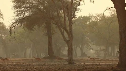 Wide shot of a herd of impalas running through the forest of Mana Pools during Stock Footage 334007210