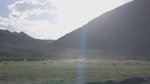 Wide Shot of a Herd of Sheep Moving Across a Green Field with Sun Flare and Stock-Footage 334408068