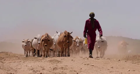 Wide shot of a herds man walking ahead of a flock of boran cattle Stock Footage 308678924