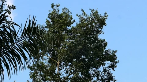 Wide shot of high tree with toucan atop of it on blue sky Stock Footage 123603814