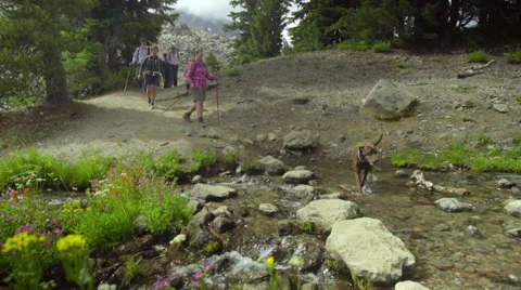 Wide shot of hikers crossing a stream Video stock 59079772