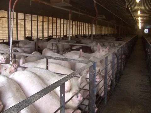 Wide shot of hogs in pens Stock Footage 124386203