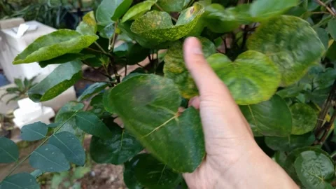 Wide shot of Human hand holding a broad, veined green leaf Stock Footage 332760706