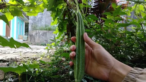 Wide shot of Human hand holding a long, green, fruit Stock Footage 332830129