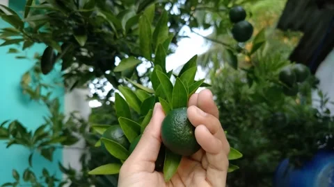 Wide Shot of Human hand touching smooth, dimpled dark green citrus fruit Stock Footage 332760707