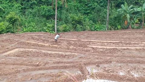 Wide shot of an Indonesian farmer using a hoe to cultivate the muddy rice field. Stock Footage 321932945