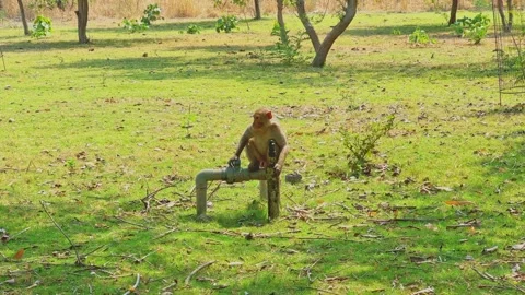 Wide shot of intelligent monkey drinking water from leaking pipe in park Stock Footage 336632308
