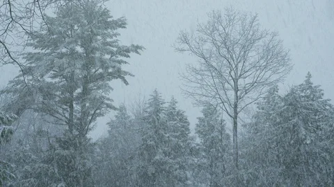 Wide shot of intense winter storm in mature forest Stock Footage