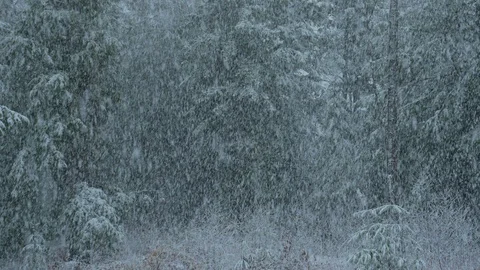 Wide shot of intense winter storm in mature forest Stock Footage 129644924