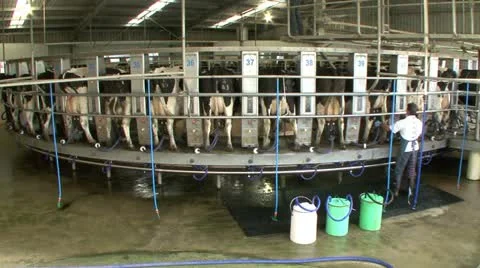 Wide shot interior circular milking machine Video stock 11265610
