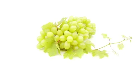 Wide shot of isolate grapes loopable Stock Footage 8974971
