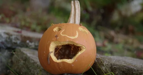 Wide Shot of Jack-o-lantern with Slug Stock Footage 320666480