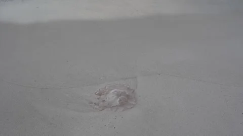 Wide shot of a jellyfish stranded on a white sand beach, Florida coast Stock Footage 345689623