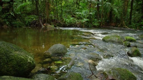 A wide shot of a jungle river Stock Footage 78988935