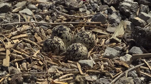 Wide Shot of Killdeer Bird Nest Hidden on Gravel Road Stock Footage 345008812