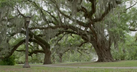 Wide shot of a lamp post, live oak with spanish moss on a sunny day Stock Footage 274496377