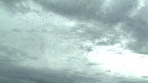 A wide shot of a large flock of birds Stock Footage 24654916