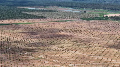 Wide shot of large-scale farming field Stock-Footage 337550653