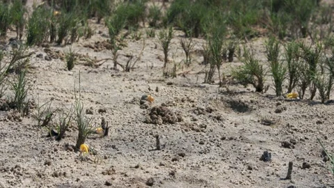 Wide shot of Lemon-yellow clawed fiddler crabs displaying Stock Footage 131130201