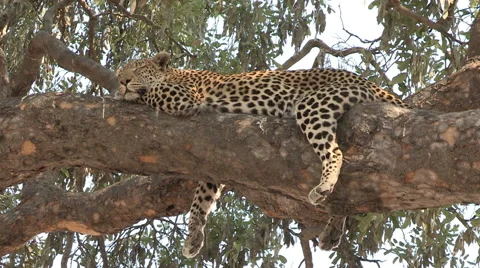 Wide shot of leopard lying on branch of a tree Stock Footage 46374243