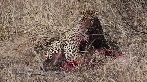 A wide shot of a leopard sitting over its warthog kill in the dry Stock Footage 143722521