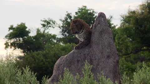 Wide shot of a leopard sitting on a termite mound before jumping off and Stock Footage 150602797
