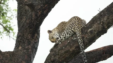 Wide shot of a leopard sitting up in a tree grooming and cleaning its leg, Stock Footage 170937688