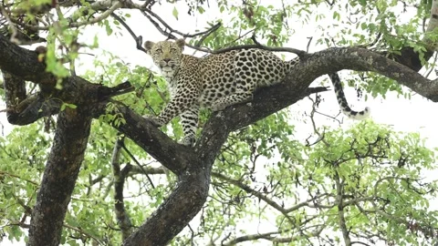 Wide shot of a leopard sitting up in a tree, Greater Kruger. Stock Footage 170938970