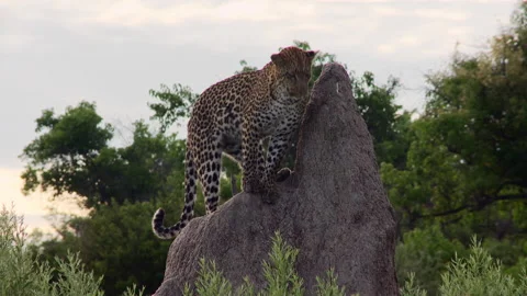 Wide shot of a leopard standing on a termite mound before jumping down, Stock Footage 150605060