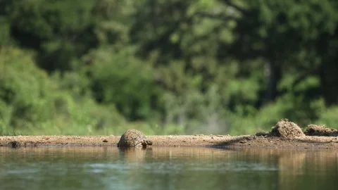 Wide shot of a leopard tortoise drinking at the edge of a waterhole. Stock Footage 312794953