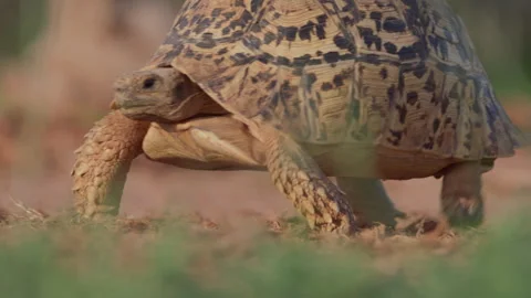 Wide shot of a leopard tortoise walking on sand Stock Footage 261025386