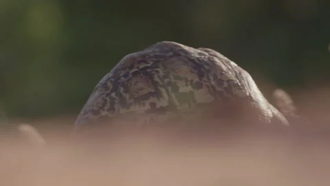 Wide shot of a leopard tortoise's shell as it walks the savannah Stock Footage 261025675