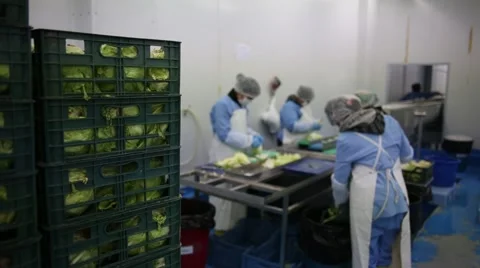 A wide shot of lettuce sorting process Stock Footage 60787417