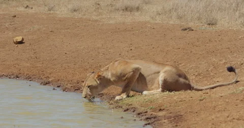 Wide shot of a lioness drinking water from a dam Stock Footage 279052053