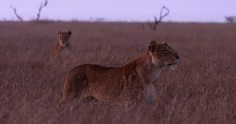 Wide shot of a lioness looking through the savannah Stock Footage 308676141