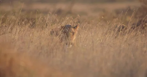 Wide shot of a Lioness moving through the grasslands in the savanna Stock Footage 279049054