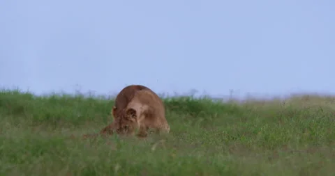 Wide shot of a lioness' nuzzling scanning and moving in the savanna Stock Footage 295285809
