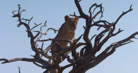 Wide shot of a lioness observing on a dead tree in the savanna Stock Footage 295286047