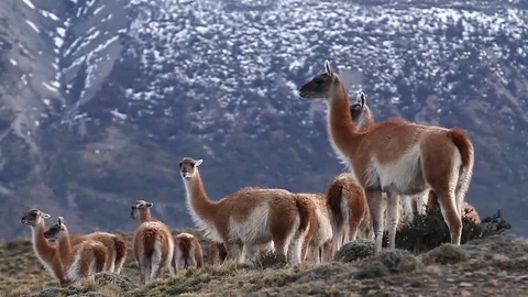 Wide shot of Llamas  Stock Footage 77047560