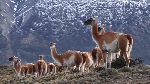Wide shot of Llamas  스톡 동영상 77047562